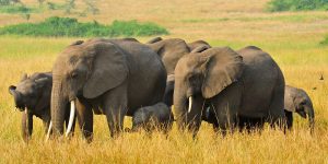 Wildlife Tours in Uganda