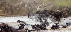 Tanzania Wildlife Safaris